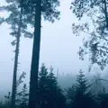 A Walk in the Forest