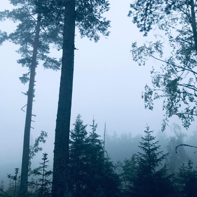 A Walk in the Forest - Single