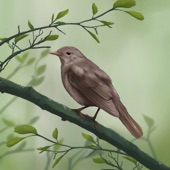 Bird boy - Thrush Nightingale