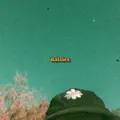 Daisies