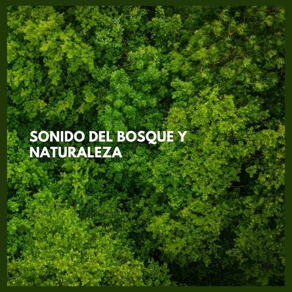 Sonido del Bosque y Naturaleza
