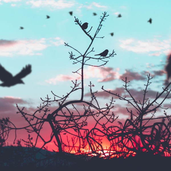 Sounds of Morning Forest Birds - Single