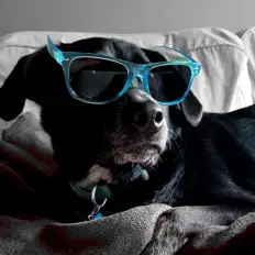 WaffleSwitchを聴いたり、ミュージックビデオを鑑賞したり、経歴やツアー日程などを確認したりしましょう！