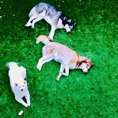Husky - Single - RiFF RAFF
