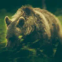 Wildlife — Warmth