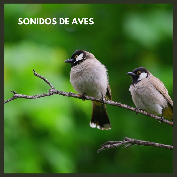 Sonidos de Aves