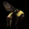 Young Bumble Bee (feat. Roscoe Burnem) - Bee Boy$oul lyrics