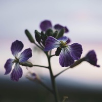 With You - Single - Meyo