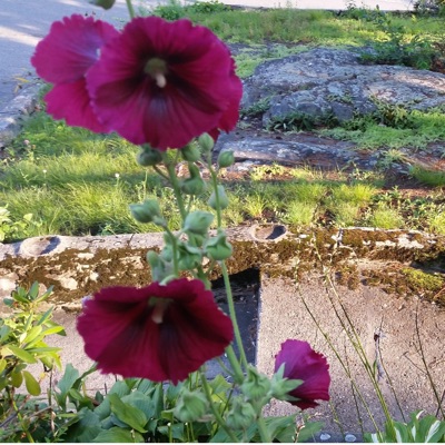 Un Baño de Amor (feat. Ramón Orlando) - Single