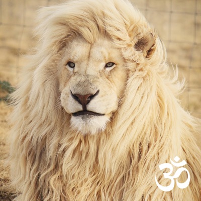 Shining (feat. Rawska) - Single