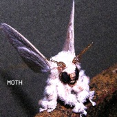 The Youngest Of Dons - moth