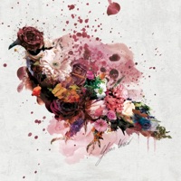 Massimo's Pigeon - Yuno Verse