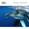 Whale & Dolphin Sounds - EP