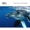 Whales Songs - Whale\