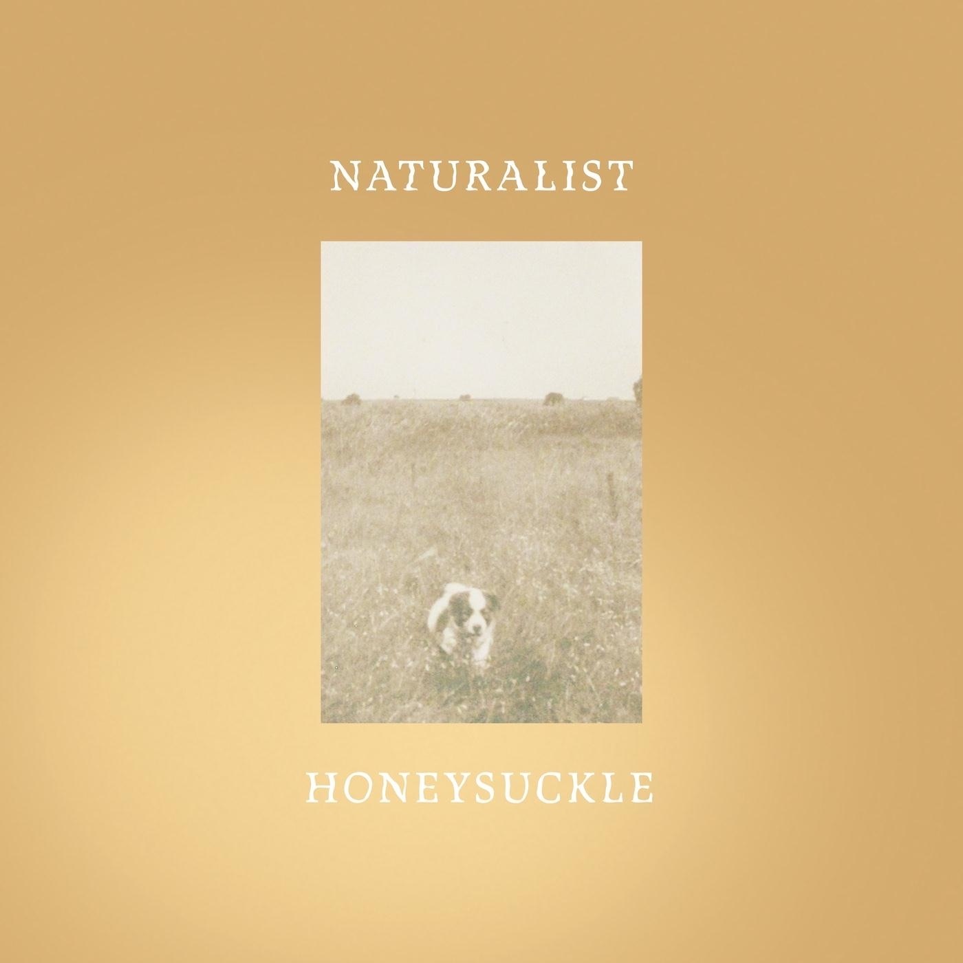 Honeysuckle by Naturalist