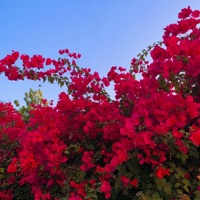 Transition - Single - Rai Han