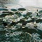 tommaso - nêhiyawak lyrics