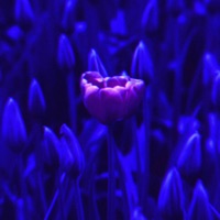 Lanet Olsun - Single - UEC & Lust