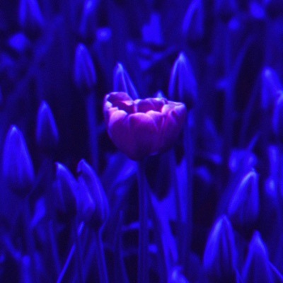 Lanet Olsun - Single