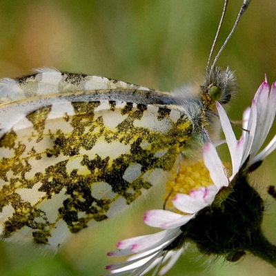 马犇犇 - darling COS帕瓦