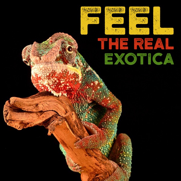 Feel the Real Exotica - Tropical Jungle, Rainforest, Wild Animals
