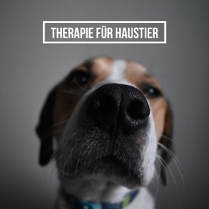 Therapie für Haustier: Entspannende Musik um Ihr Haustier zu beruhigen und Trennungsangst zu lindern