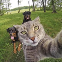 Glances (feat. Mopearound & Modernmadeit) - Single - zoos