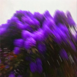 Green Thumb Hellion & Fifty Grand