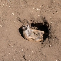 Dzwoni Do Mnie Kuzyn - Single - MŁODY DZBAN