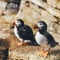 Puffin - Kevin Davy lyrics