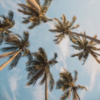 Summersky - Single - Musqitone