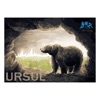 Ursul - Single