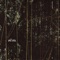 Anml - DTH lyrics