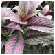 Winter Garden Single