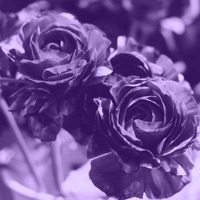Falling in Love, Pt. 2 - Single - Lilac