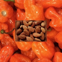Habanero Almonds - EP - W.Eeps