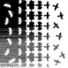 Blackbirds