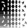 Blackbirds