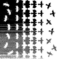 Adam Evald - Blackbirds