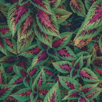 Plateau (Instrumental) - Single
