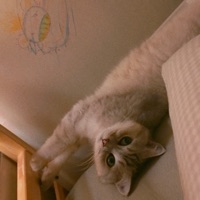 Nice Dream - Single - Pleyn