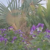 Morning Glory - Single - linanthem