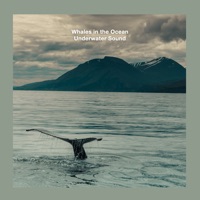 Whales in the Ocean - Single - Underwater Sound