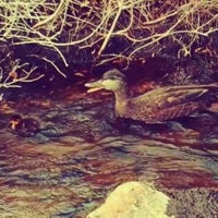 Hillz - Single - H@tten