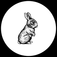 Disco Bunny - Single - Bauhouse