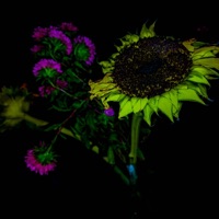 Alexander - Dante Alexxander