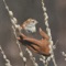 Be a Lion, I Will Still Be Water - Patrick Shiroishi lyrics