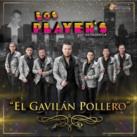 El Gavilán Pollero - Single - Los Player's de Tuzantla