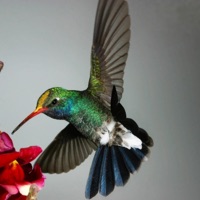 Dreaming Aloud - Single - Soft Static