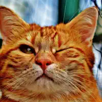 Wink at Me a Winky. Smile at Me a Smiley. Kiss at Me a Kissy! — Pm Am